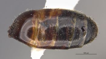Media type: image;   Entomology 30460 Aspect: abdomen dorsal view